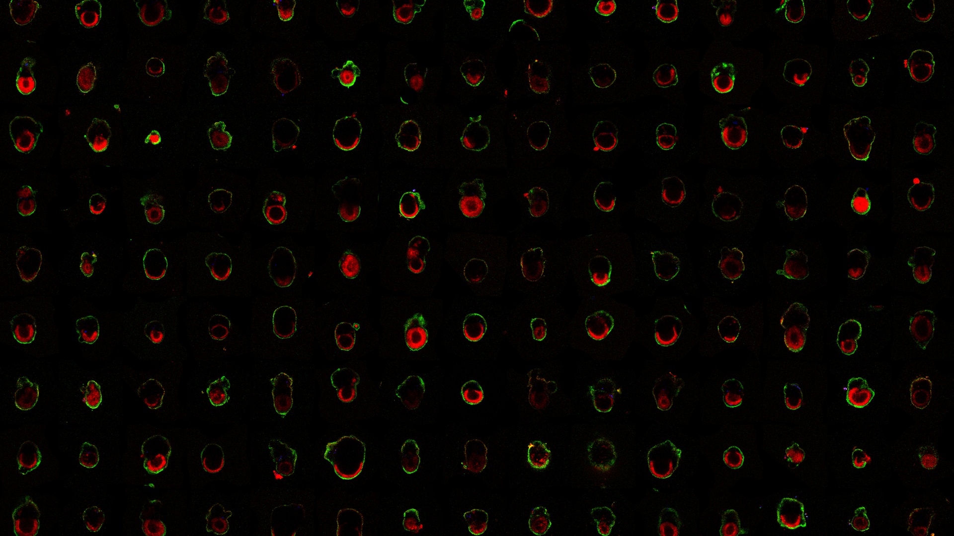 Mikroskopische Ansicht von Embryonen mit roten und grünen Fluoreszenzmustern.