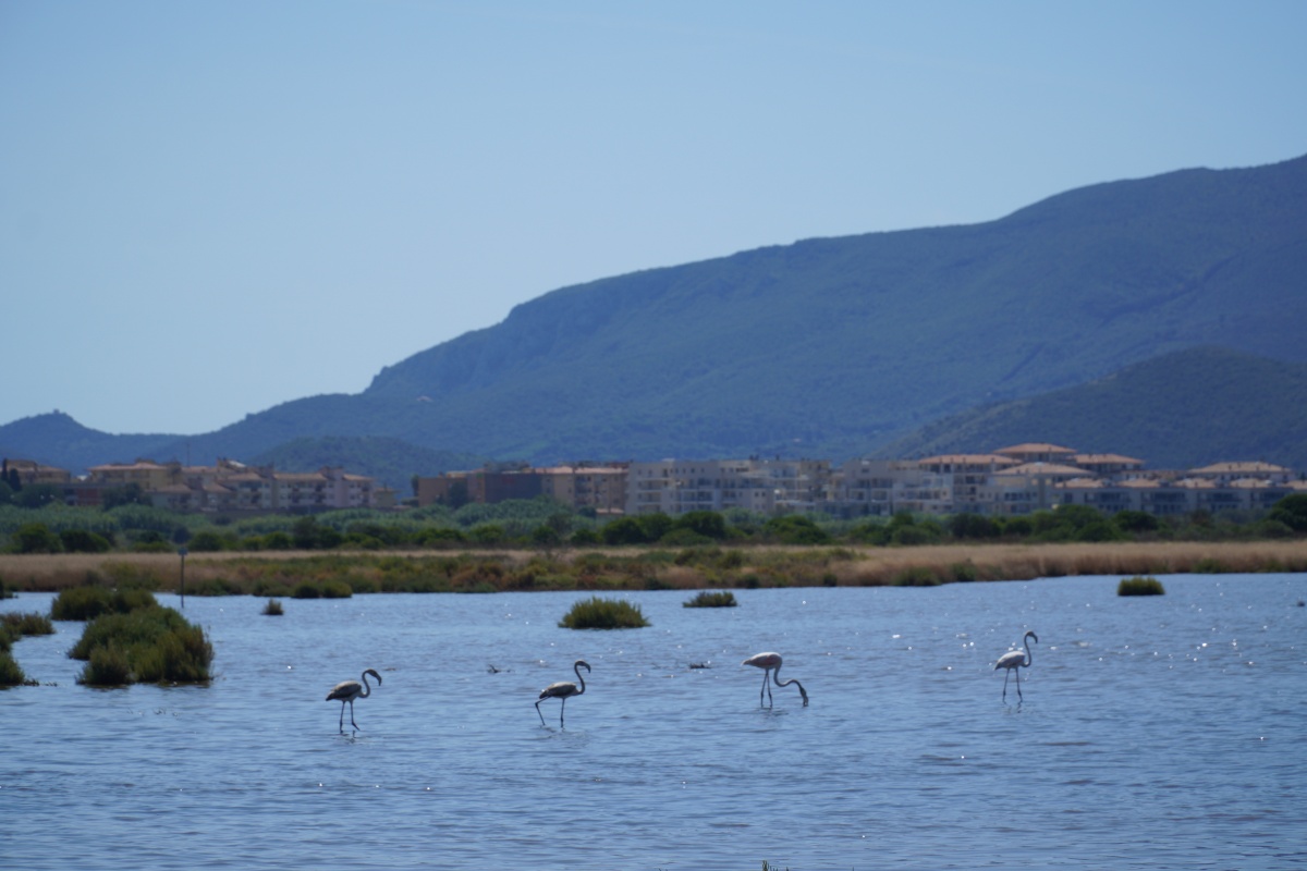 Flamingos stehen im Wasser und suchen nach Futter.
