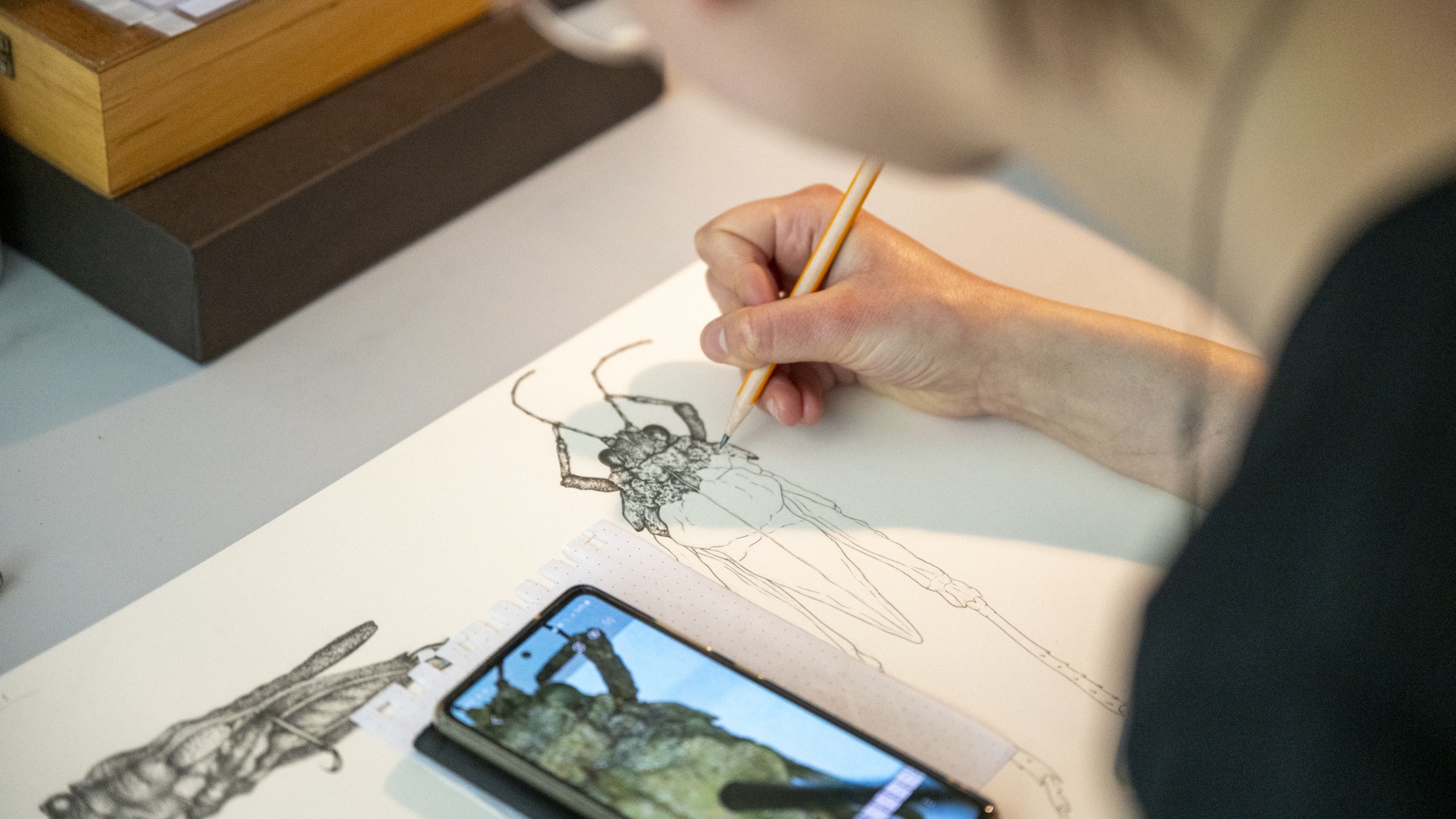 Person zeichnet Insektenskizze mit Bleistift, während sie ein Referenzbild auf dem Handy ansieht.